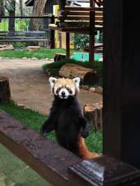 野生動物會咬人？NO！是會萌的沒邊