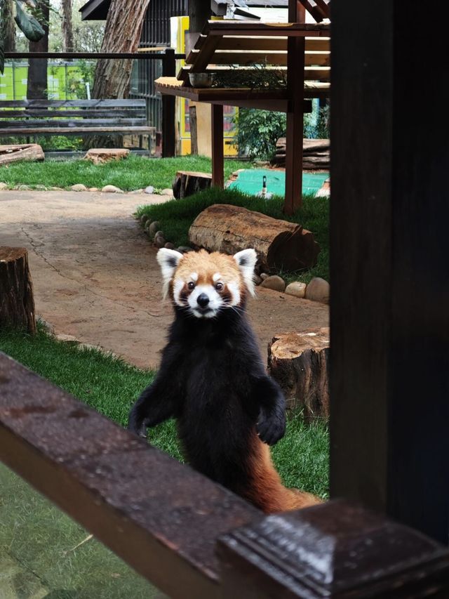 野生動物會咬人？NO！是會萌的沒邊