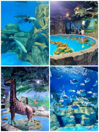 At Hohhot Ocean World, encounter a blue dream.