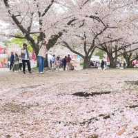 🌸2025福岡賞櫻攻略 | 本地人的私藏推介✨