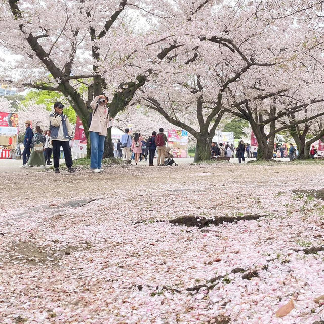 🌸2025福岡賞櫻攻略 | 本地人的私藏推介✨
