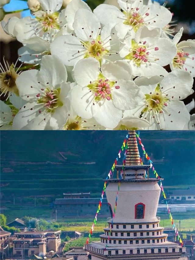 3月的金川，真的是人間理想。