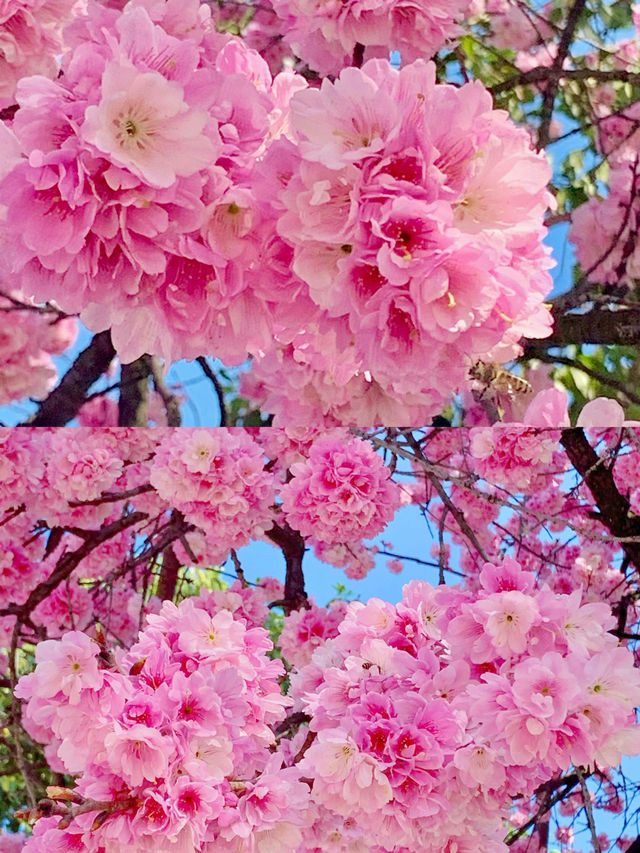 南京限定櫻花皮膚我把春天搬進室內啦