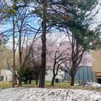 春和景明🌸 札幌櫻花盛開啦