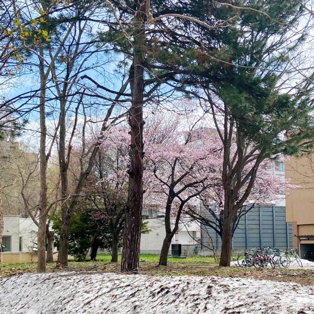 春和景明🌸 札幌櫻花盛開啦