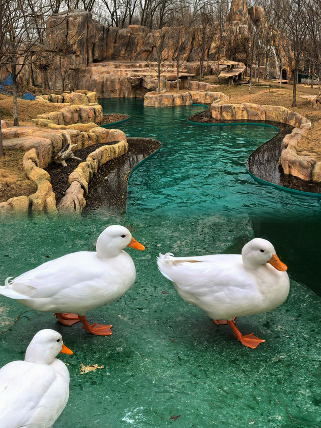 北京野生動物園遊玩新攻略