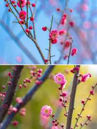 賞花野餐｜當春天遇上尼山聖境的儀式感