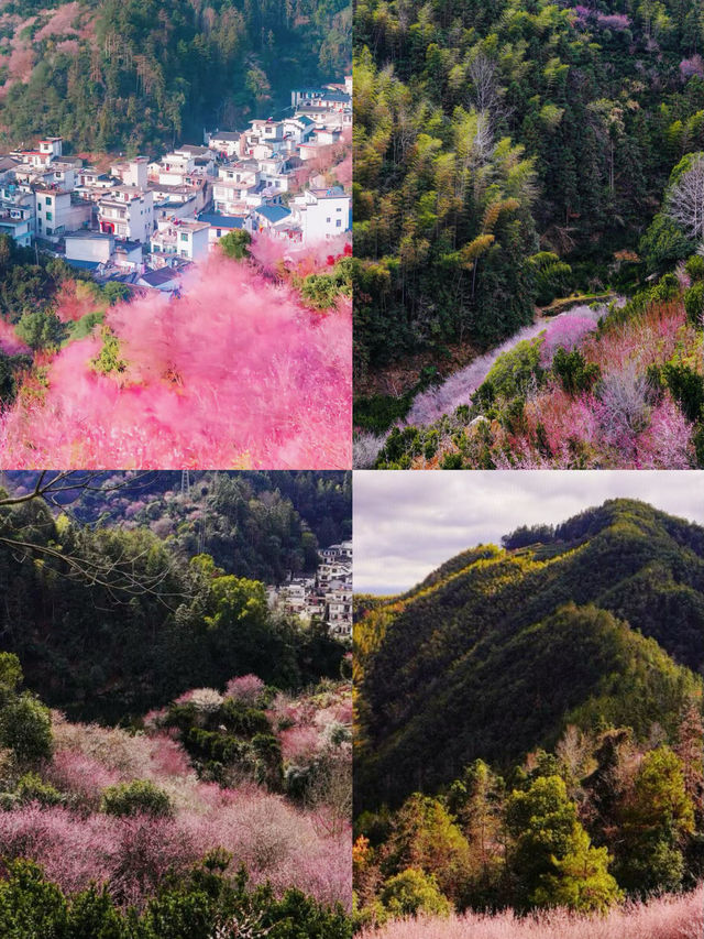 村裏老闆打來電話徽州的萬畝花海開了
