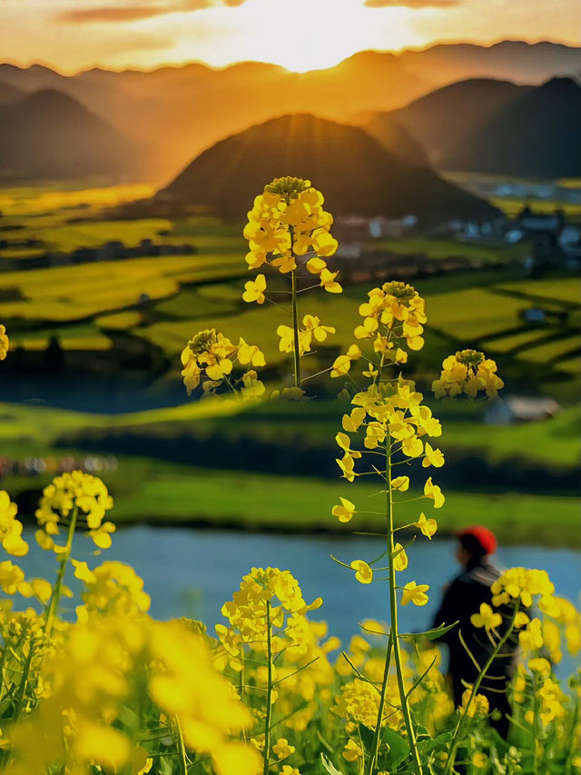 🪧雲南.羅平油菜花田