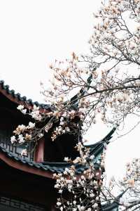 99%寧波人不知道中山公園這個窗景太好拍了