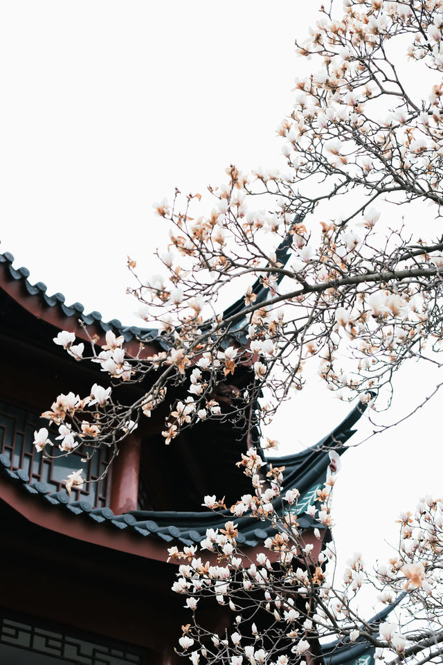 99%寧波人不知道中山公園這個窗景太好拍了