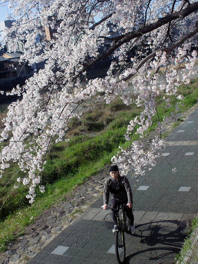 Discover 13 Stunning Cherry Blossom Spots in Kyoto for 2025