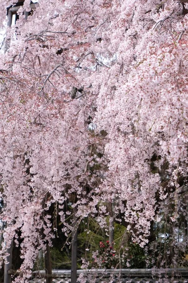 Don't miss out! Daigoji Temple is a cherry blossom paradise!