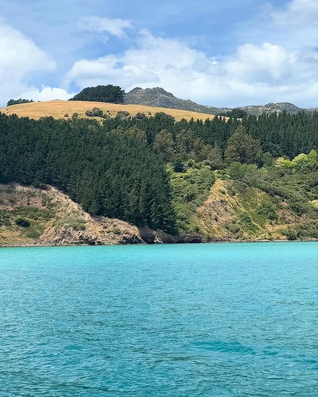 新西蘭阿卡羅阿海港｜法式風情小鎮，邂逅海豚的夢幻港灣！