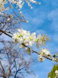 奧林匹克森林公園南園