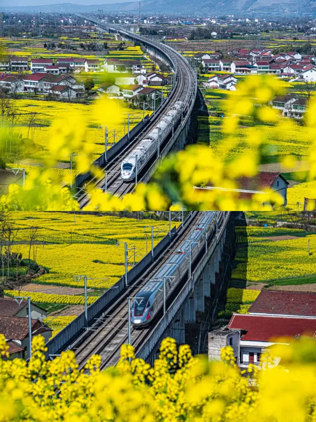 Hanzhong Rapeseed Flower Viewing Guide | Dos and Don'ts