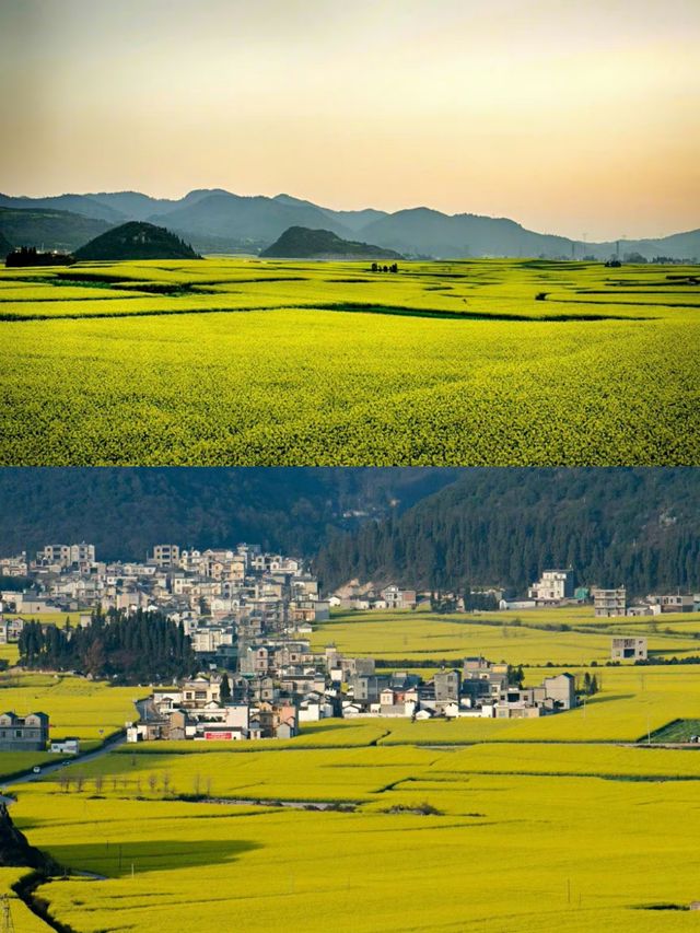 羅平賞油菜花‖打卡避坑攻略