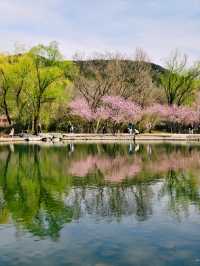 國家植物園，北京絕美賞桃花勝地