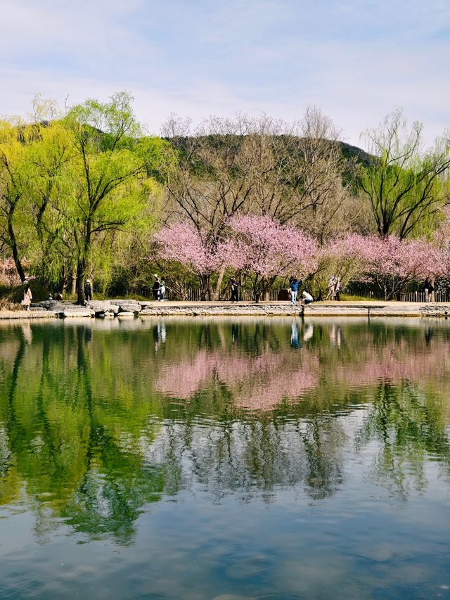國家植物園，北京絕美賞桃花勝地