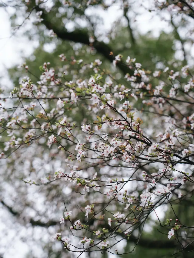 南京の閲江楼でお花見、ロケーションが最高～