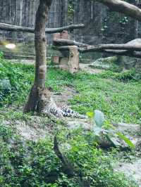 清邁夜間動物園丨遛娃好去處 動物愛好者友好 快去快去