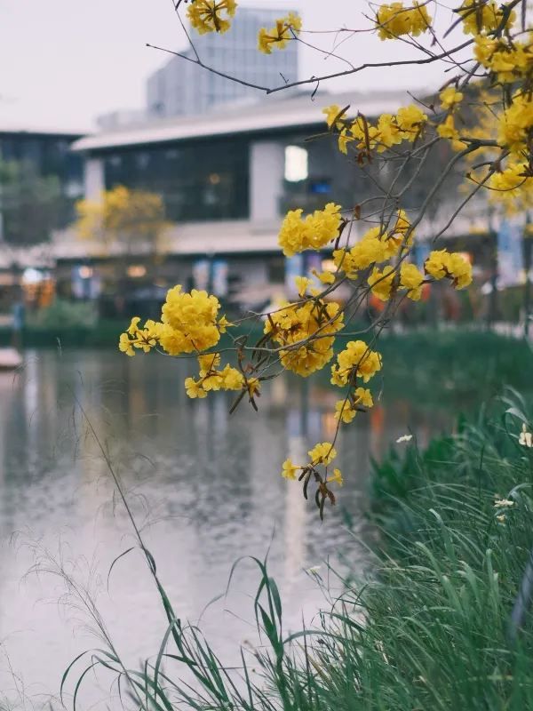 大運天地：繁花盛放的春天氛圍感，深圳蕞出片的公園