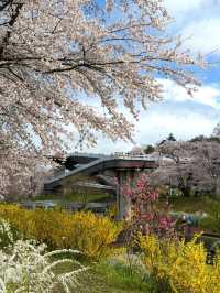 🌸仙台返東京途中嘅驚喜：白石川堤賞櫻盛宴🌸
