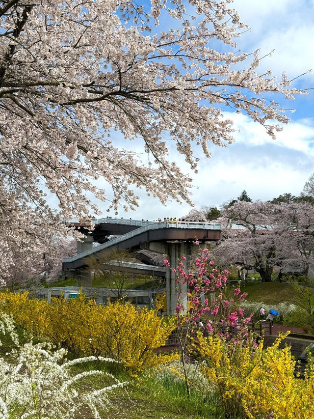 🌸仙台返東京途中嘅驚喜：白石川堤賞櫻盛宴🌸