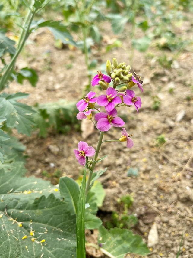 七彩油菜花｜雖然來晚了，但還是相遇了