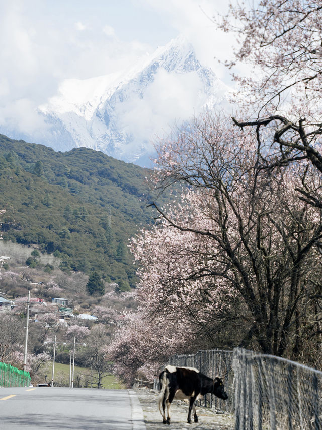 比起索松村，我更愛這個人少且免費的桃花村～