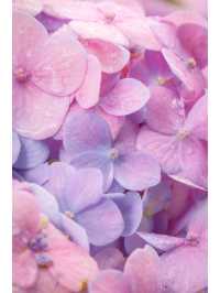 繡球花🌸沙田石門河濱花園