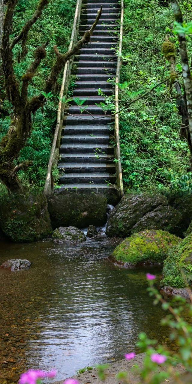 雅安龍蒼溝，不止碧峰峽