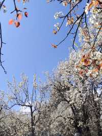 金川梨花 | 3月闖入川西的雪白仙境