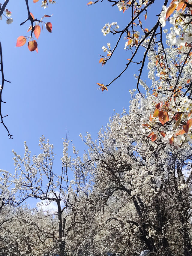 金川梨花 | 3月闖入川西的雪白仙境