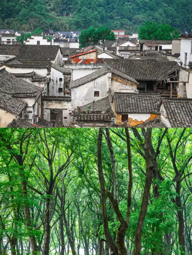 지금까지 제가 가장 좋아하는 강남 고촌이 나타났습니다! 