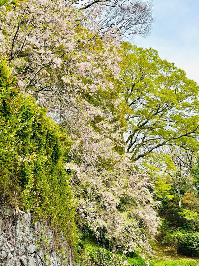 🌸抓住櫻花尾巴，勝尾寺的絕美時光