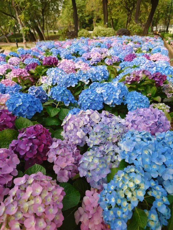 探索天水圍的繡球花奇觀 🌸