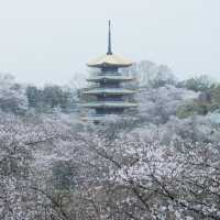 🌸武漢限定浪漫！把春天一口氣打包帶走✨