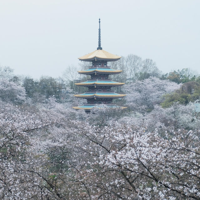 🌸武漢限定浪漫！把春天一口氣打包帶走✨