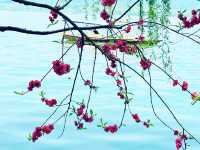 春日來信|邂逅西湖嘅浪漫桃花