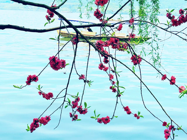 春日來信|邂逅西湖嘅浪漫桃花
