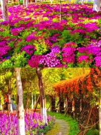 攀枝花以花係一座城，城係一朵花