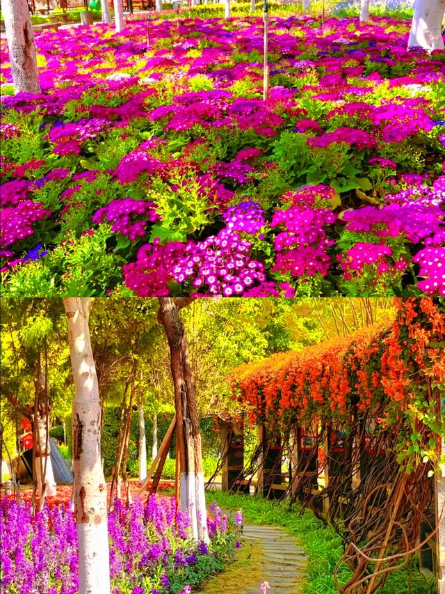 攀枝花以花係一座城，城係一朵花
