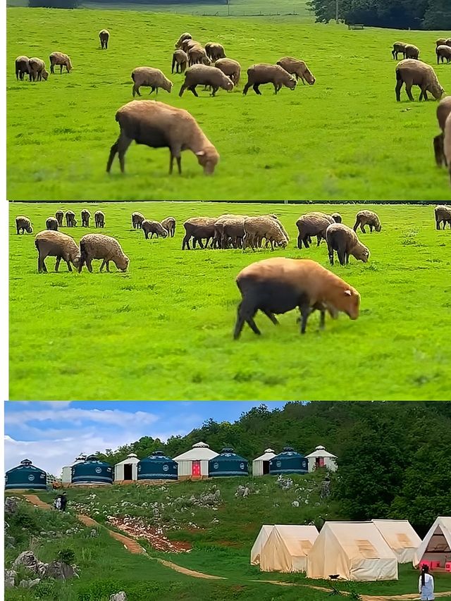 小眾景點鳳龍灣牧場