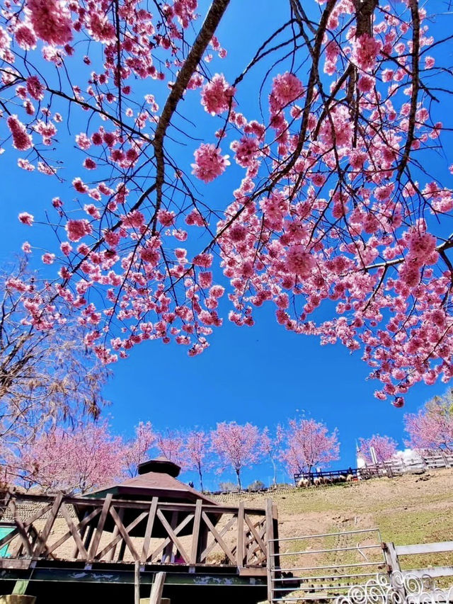 雲霧間的粉紅幻夢——南投青青草原櫻花行