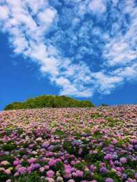 🌸紹興蘭亭,繡球花海夢幻之境