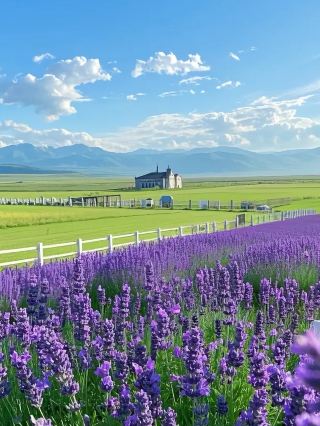 Summer in Huocheng: A Lavender Romance