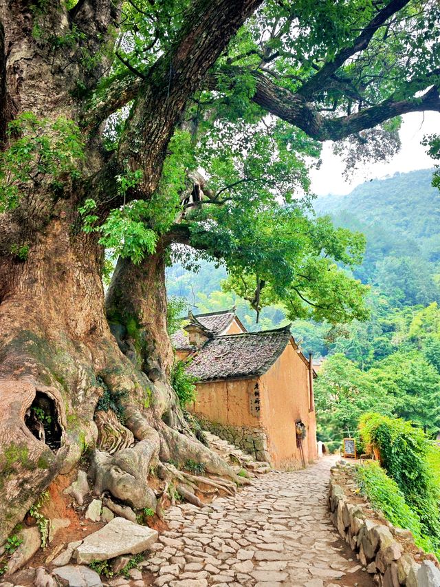 麗水懶人遊