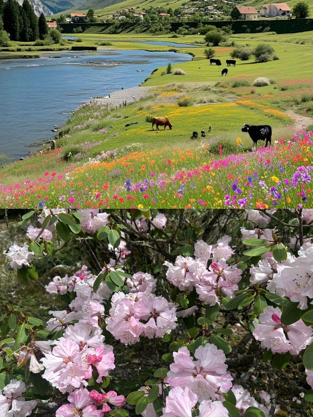喺川西！去山裡面感受20度嘅夏天