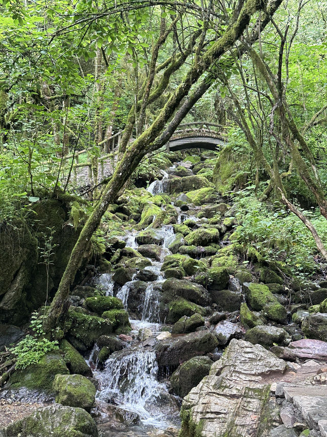 神農架帶寵物避暑遊｜一貓一狗的清涼假期